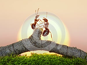 Two ants on sunset photo