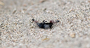 two ants try to carry away a dead beetle