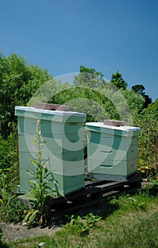 Two Apiaries for Beekeeping