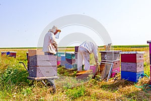 Two apiarists, beekeepers are harvesting honey, vintage