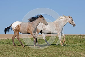Two Appaloosa horses running on meadow
