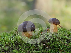 Two appetizing boletus on forest background