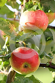 Dvě jablka na větev 