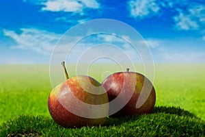 Two apples on the green meadow