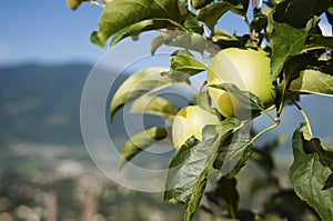 Two apples on tree photo