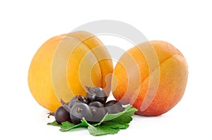 Two apricot and currant