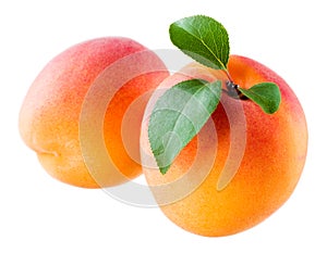 Two apricots isolated on a white background