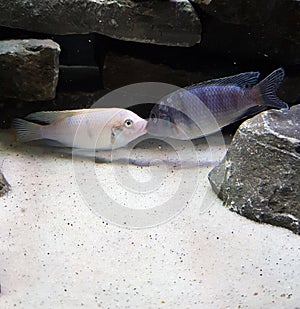 Two Aquarium Fish Kissing