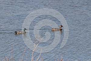 Two aquatic birds floating across the water