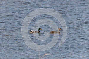 Two aquatic birds floating across the water