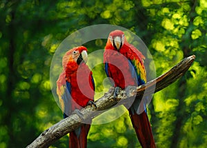 Two friendly ara parrots on brunch with green background
