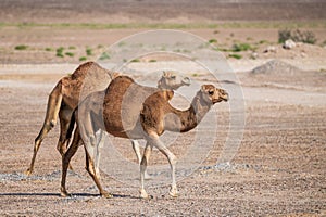 Two arabian camels walking