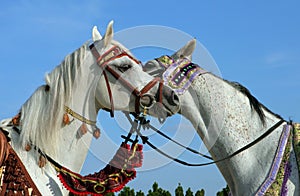 Two arabian horse head to head