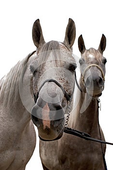 Two arabian horse isolated