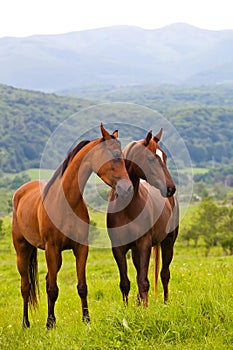 Two Arabian horses
