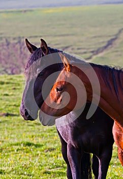 Two Arabian horses