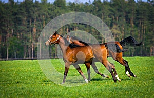 Two arabian horses