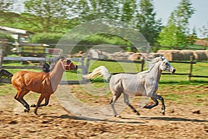 Two Arabian horses running in the paddock