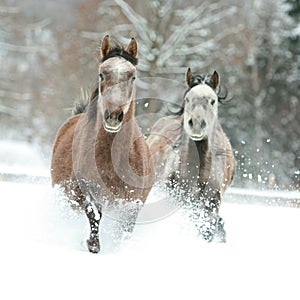 Two arabian horses running together in the snow