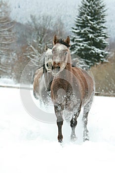 Two arabian horses running together in the snow