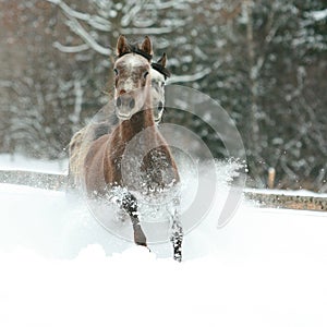 Two arabian horses running together in the snow