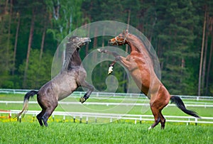 Two arabian stallions