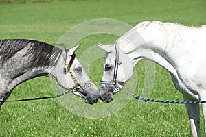 Two arabian stallions with show halters