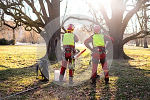 Two arborist men standing against two big trees. The worker with helmet working at height on the trees. Lumberjack working with ch