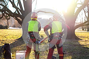 Two arborist men standing against two big trees. The worker with helmet working at height on the trees. Lumberjack working with ch