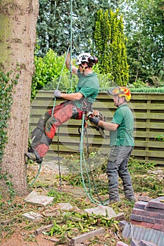 Two arborists work together at tree in garden