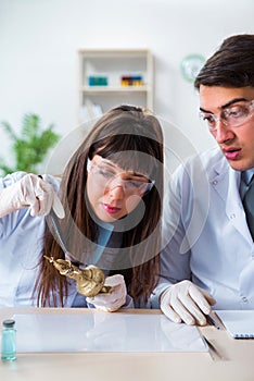 The two archeologists looking at ancient gold lamp