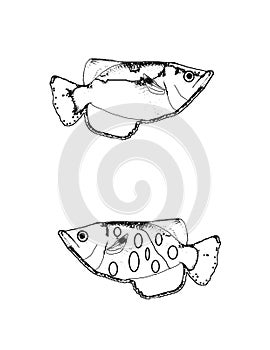 Two archer fish, colouring book page uncolored and colored