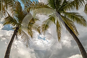 Two Arching Palm Trees Frame the Scene