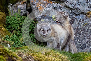 Two arctic foxes are play on the green grass under the rock