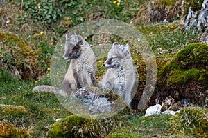 Two arctic foxes sits on the green grass