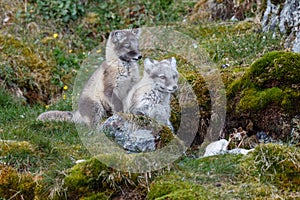 Two arctic foxes sits on the green grass