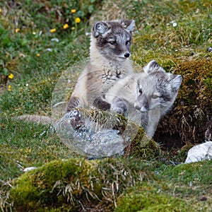 Two arctic foxes sits on the green grass