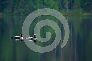 Two Arctic Loons on beautiful lake in Finland in the morning. Also called Black-throated loon Gavia arctica, Black-throated