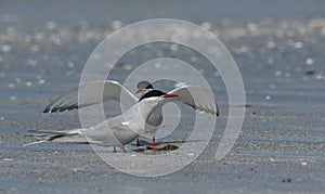 Two Arctic Tern, Sterna paradisaea, displaying to each other, part of courtship behaviour.