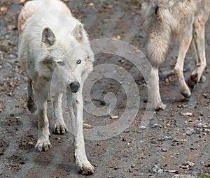 Two Arctic wolves -Canis lupus arctos- in captivity. Close-up of a white arctic wolf