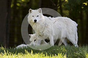 Two Arctic wolves Canis lupus arctos closeup in spring in Canada