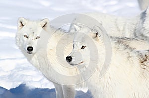 Two arctics wolves