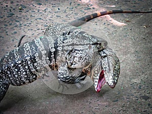 Two Argentine Black and White Giant Tegu Tupinambis Merianae or photo