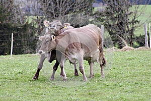 Two arguing milk cows