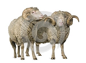 Two Arles Merino sheep, rams