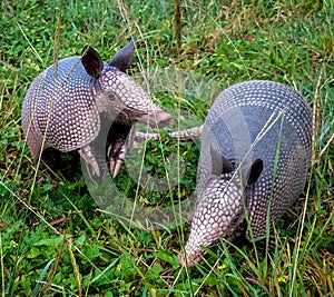 Two armadillos