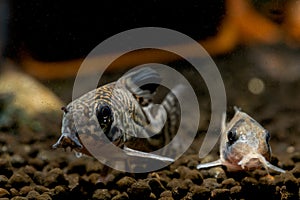 Two Armored catfish or Cory catfish look for food in aquatic soil near decorative and snail in fresh water aquarium tank