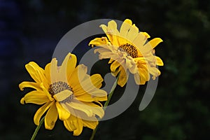 Two Arnica flower blossoms on a dark background in autumn photo