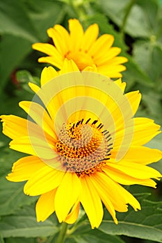 Two arnica flowers in the garden photo