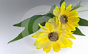 Two Arnica herbal blossoms
